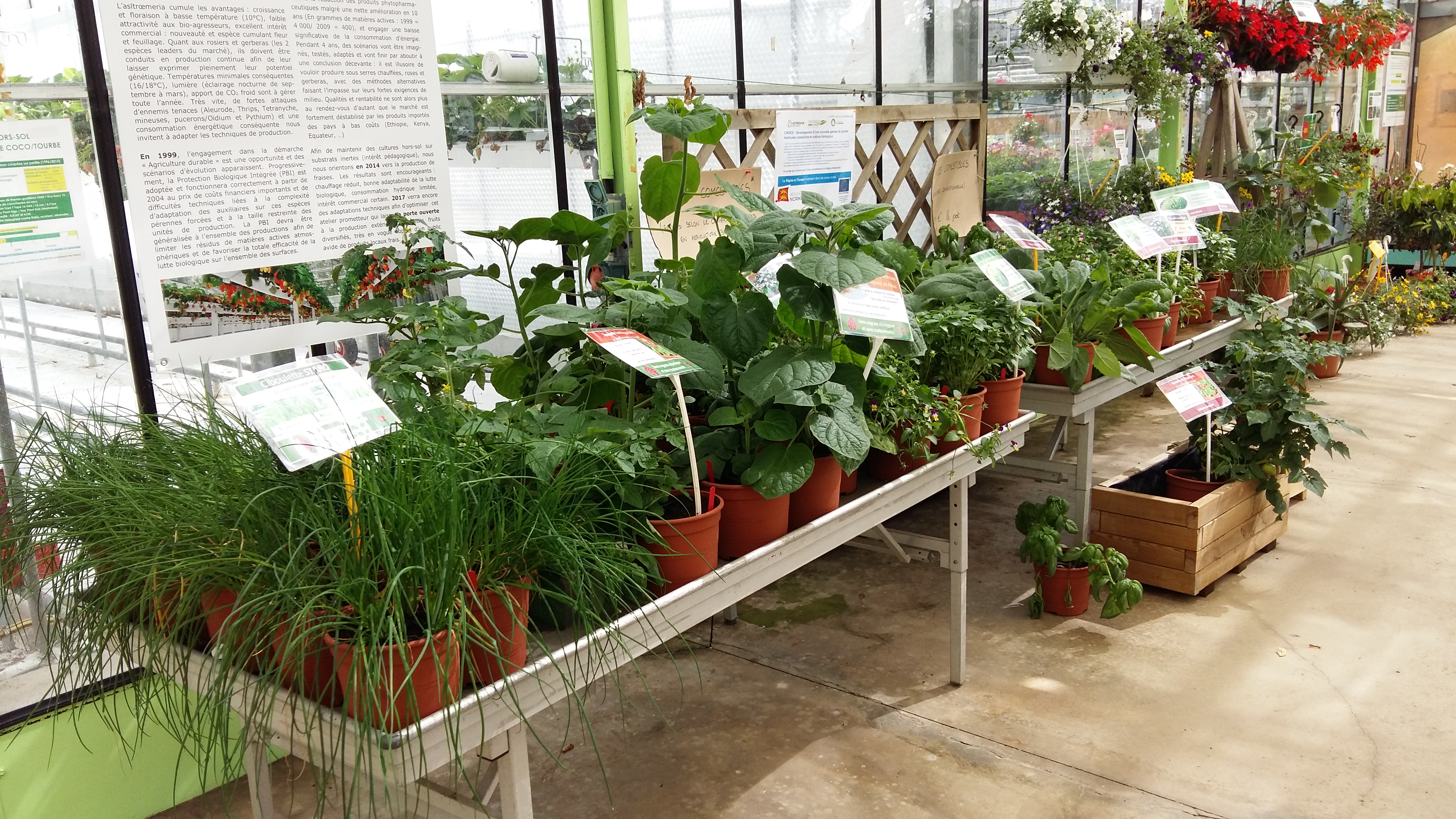 Développement d’une nouvelle gamme de plantes horticoles comestibles en culture biologique - Projet CHOICE