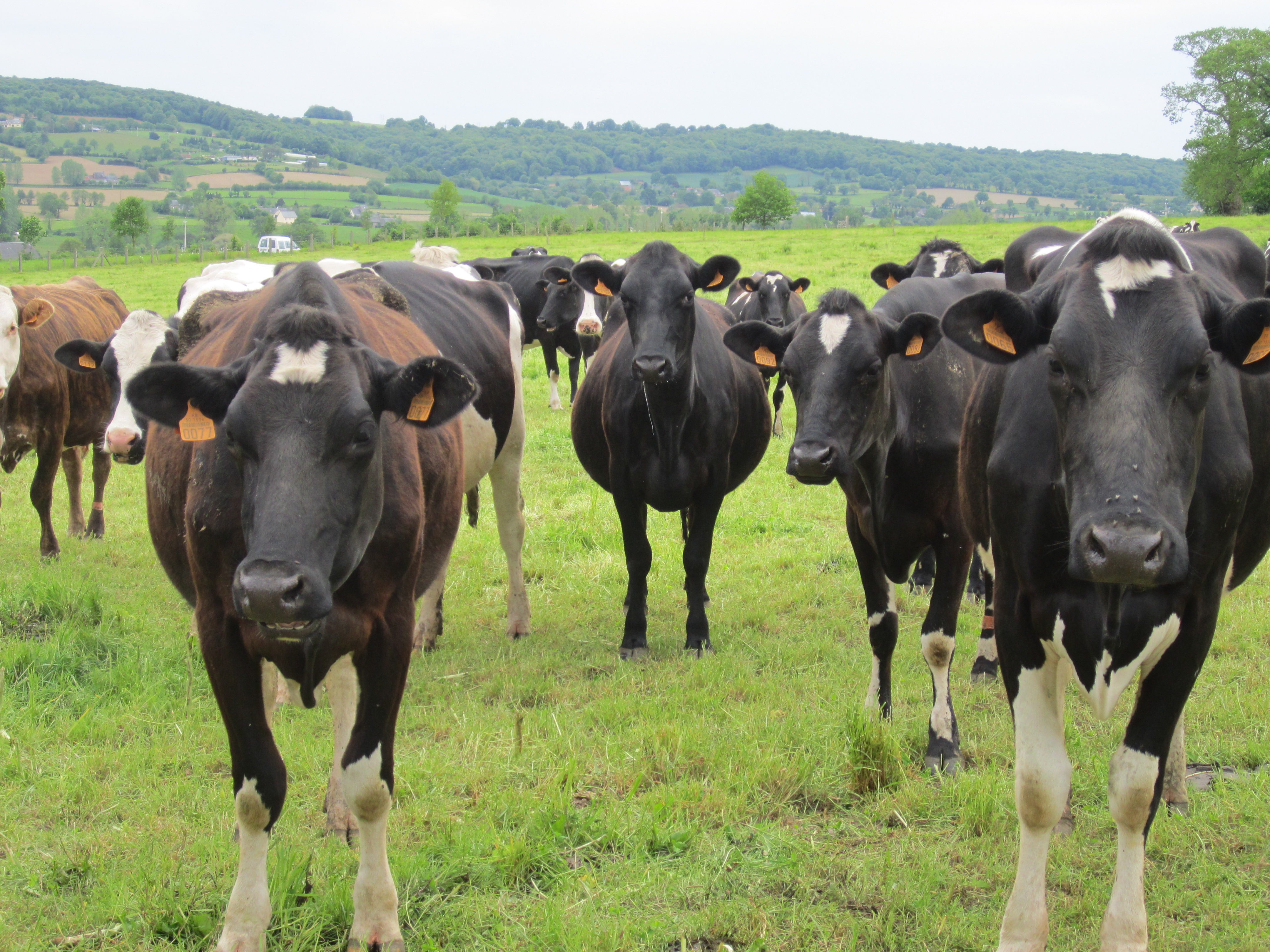 4 cas types bovins laitiers bio : de nouvelles références sur la triple performance