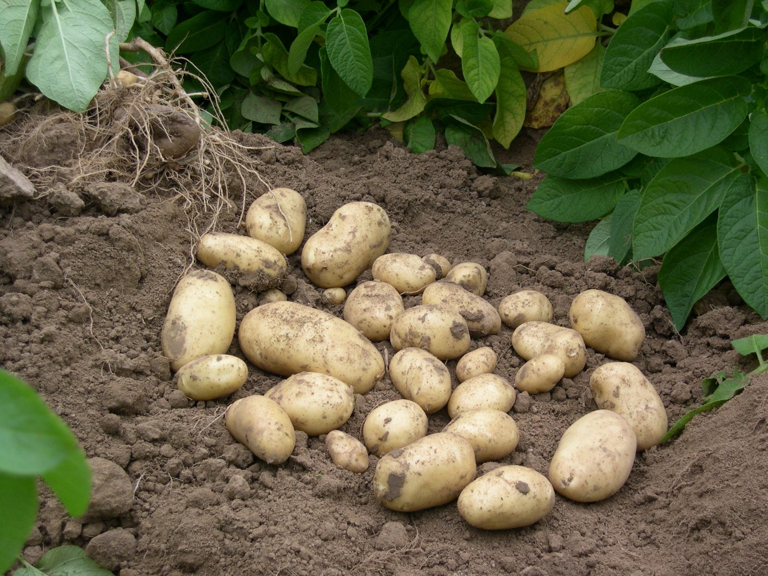 POMTerr’Eco : réduction des intrants en pomme de terre